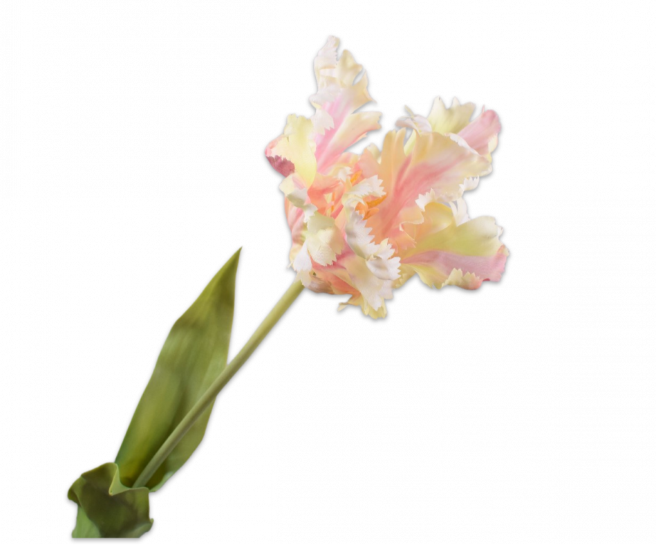Tulip Parrot | Tulipe Perroquet 71cm RealTouch Cream Pink