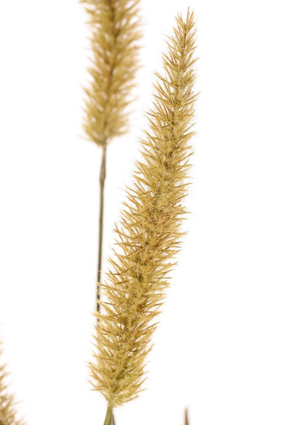 Pennisetum Grass | Herbe 134cm Brown Green