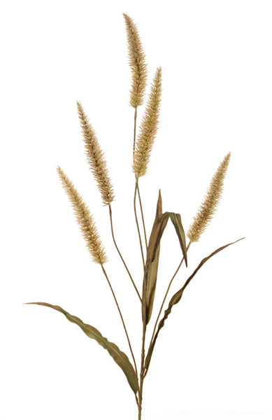 Pennisetum Grass | Herbe 134cm Brown Green