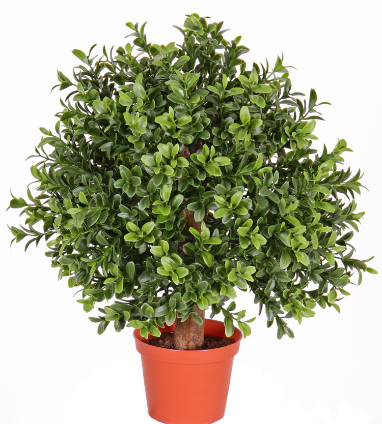Buxus | Buis 35cm Ø25cm UVsafe