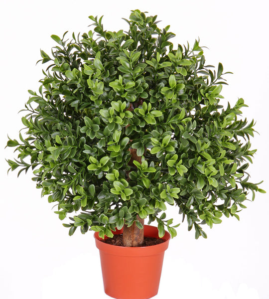 Buxus | Buis 35cm Ø25cm UVsafe