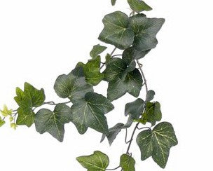 Ivy | Lierre 205cm UVsafe