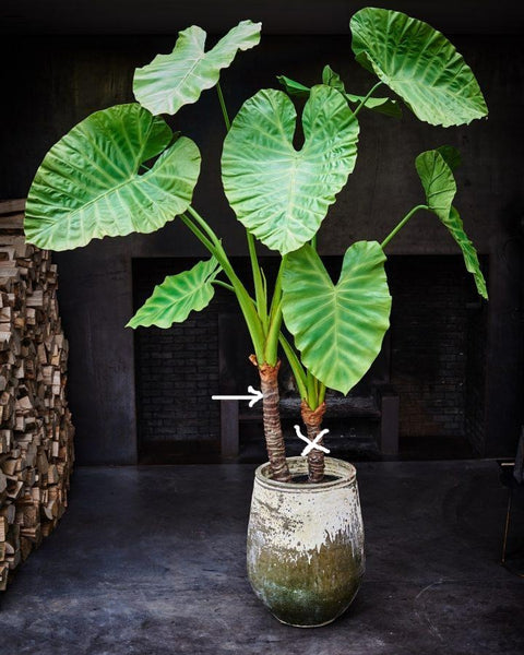 Alocasia 220cm