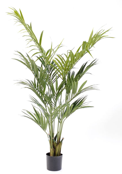 Kentia 190cm