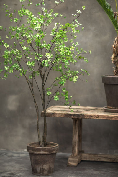 Tree | Arbre 218cm