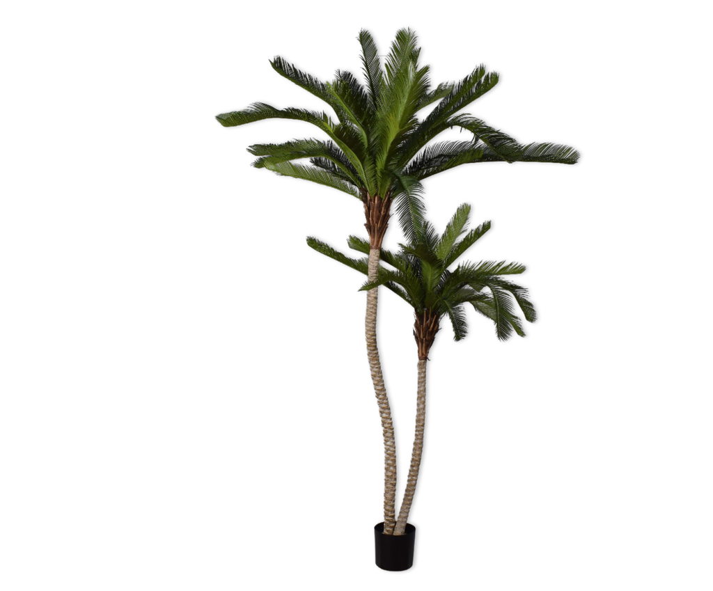 Palm | Palmier 180cm