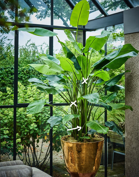 Strelitzia 150cm