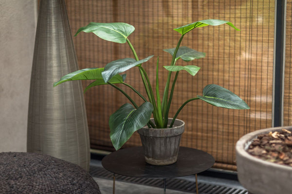 Alocasia 91cm