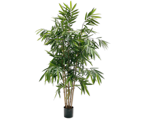 Bamboo 183cm