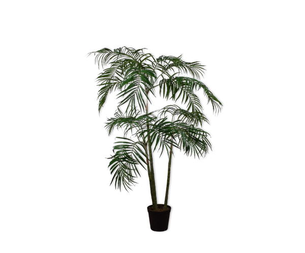 Palm | Palmier 210cm