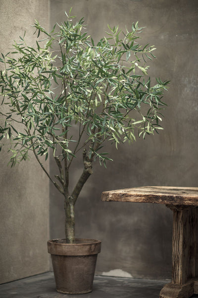 Olive | Olivier 244cm