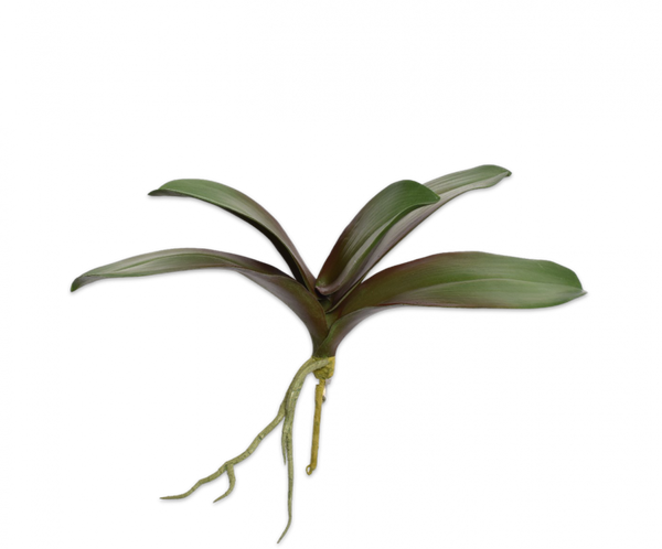 Orchid Leaves | Feuilles d'Orchidée 30cm