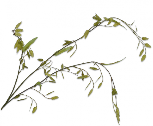 Grasses | Graminées Herbes