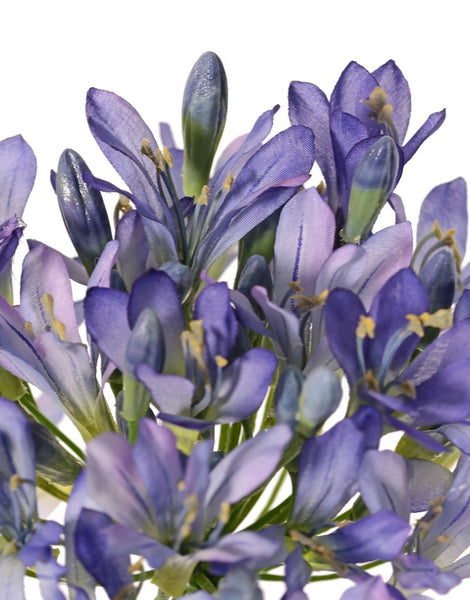 Agapanthus 88cm Blue