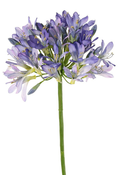 Agapanthus 88cm Blue