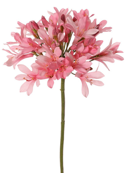 Agapanthus 88cm Pink
