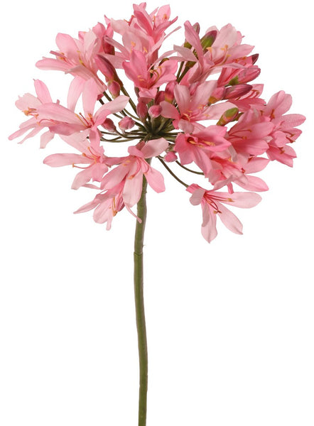 Agapanthus 88cm Pink