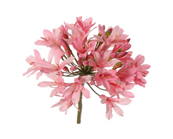 Agapanthus 88cm Pink