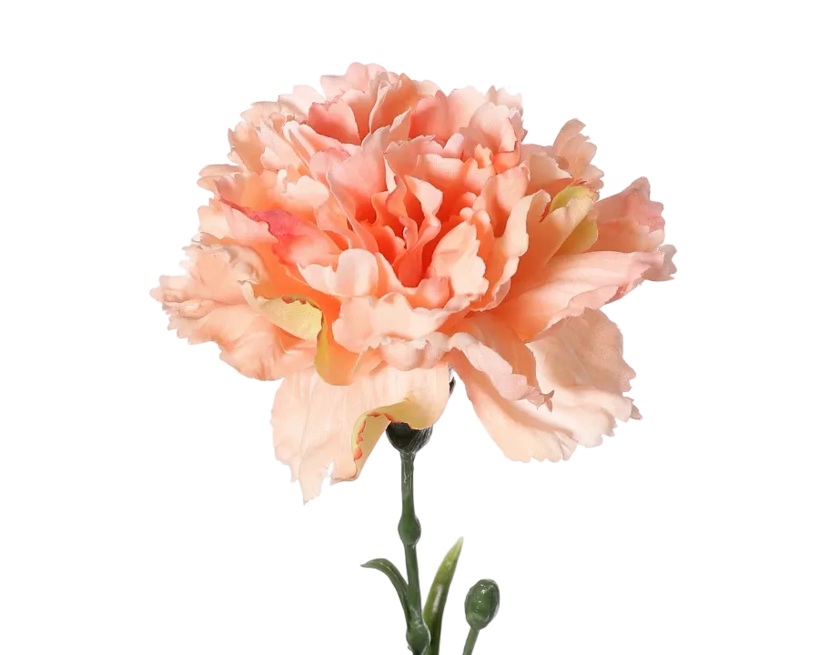 Dianthus | Œillet 60cm Peach