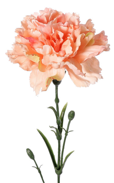 Dianthus | Œillet 60cm Peach