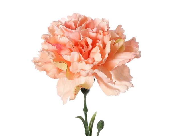 Dianthus | Œillet 60cm Peach