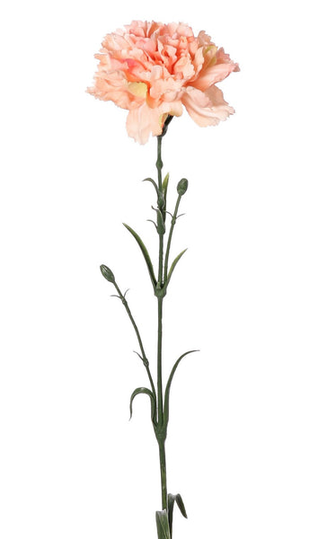 Dianthus | Œillet 60cm Peach