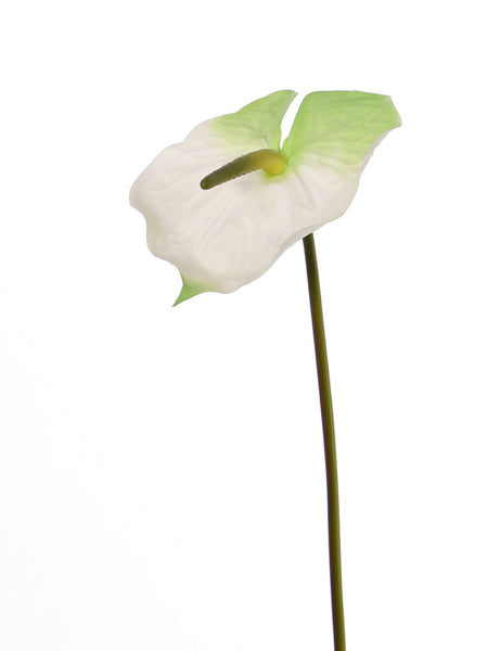 Anthurium 70cm White Green
