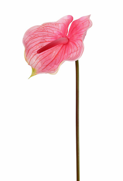 Anthurium 70cm Pink