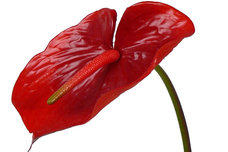 Anthurium 70cm Red