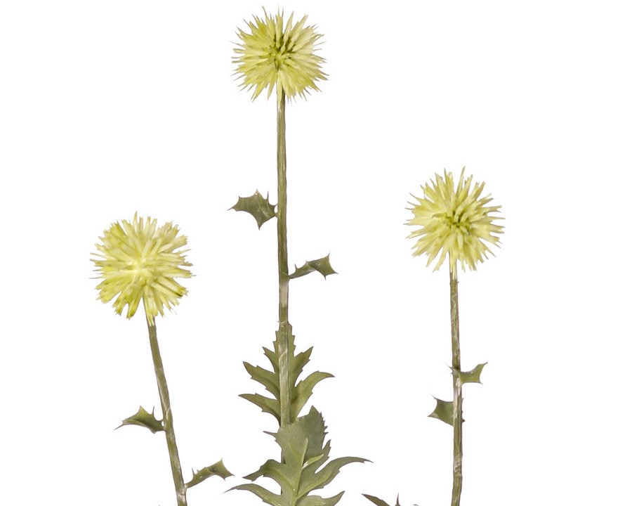 Thistle | Chardon 76cm Green