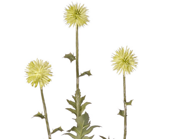 Thistle | Chardon 76cm Green