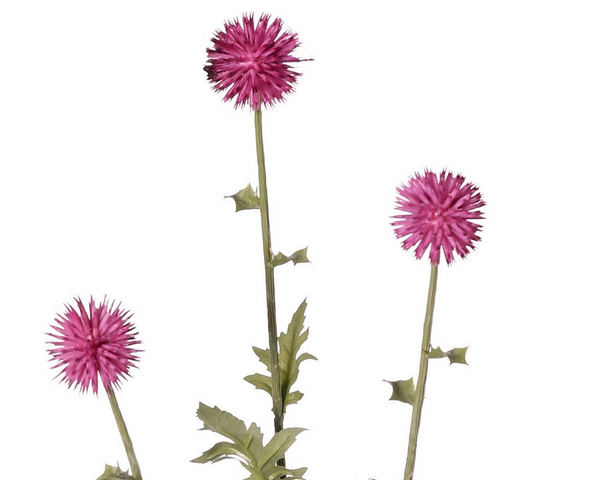 Thistle | Chardon 76cm Pink