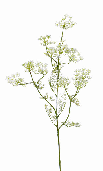 Dill | Aneth Graveolens 78cm White