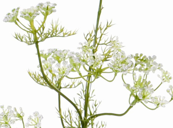 Dill | Aneth Graveolens 78cm White