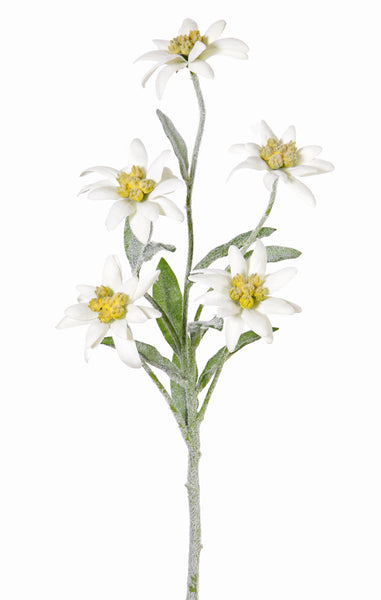 Edelweiss 37cm Cream