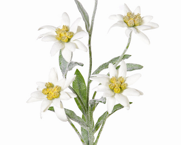 Edelweiss 37cm Cream