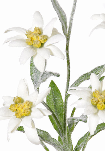 Edelweiss 37cm Cream