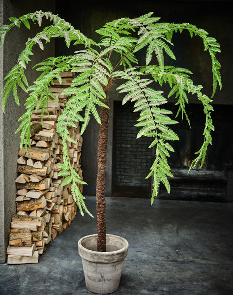 Fern | Fougère 246cm