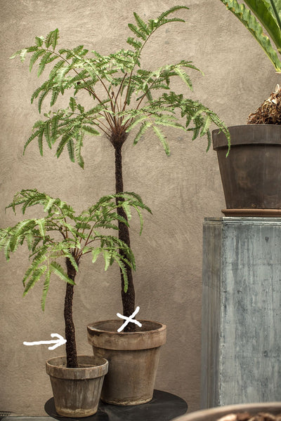 Fern | Fougère 105cm