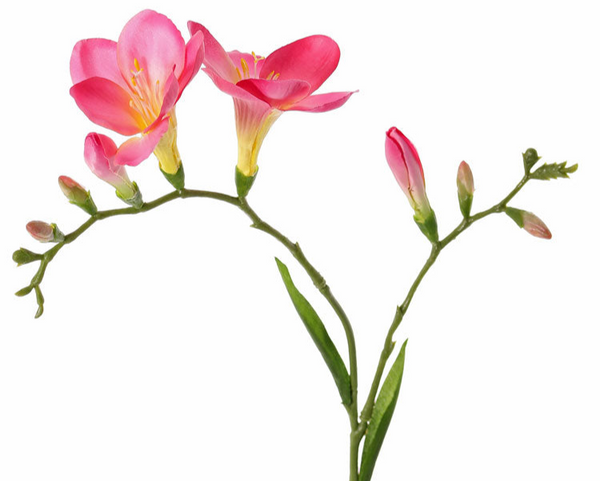 Freesia 65cm Pink