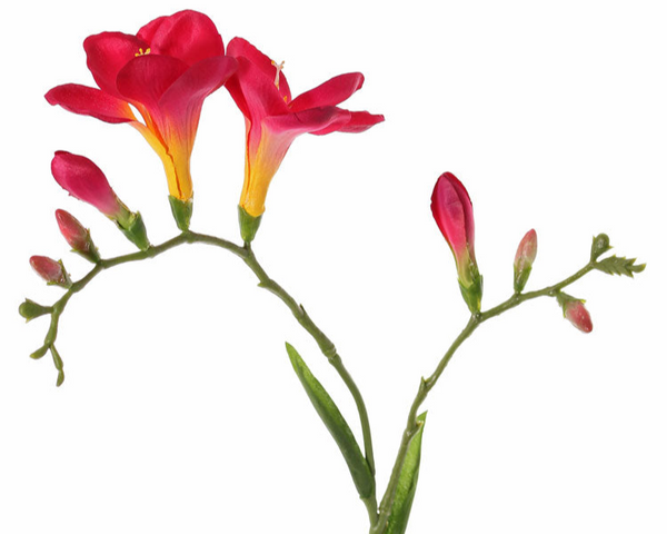 Freesia 65cm Fuchsia