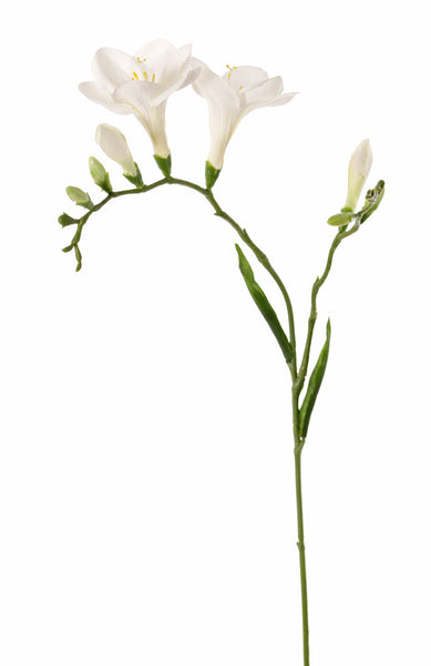 Freesia 65cm White