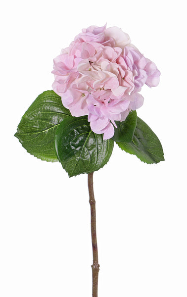 Hydrangea | Hortensia 60cm Pink