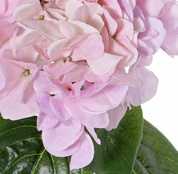 Hydrangea | Hortensia 60cm Pink