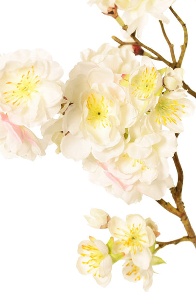 Cherry Blossom | Fleurs de Cerisier 92cm Creme