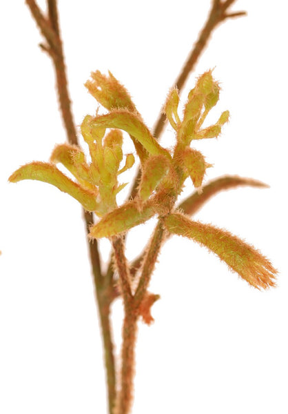 Kangaroo Paw | Patte de kangarou 76cm Yellow