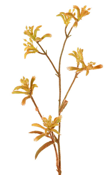 Kangaroo Paw | Patte de kangarou 76cm Yellow