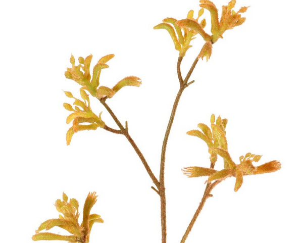 Kangaroo Paw | Patte de kangarou 76cm Yellow