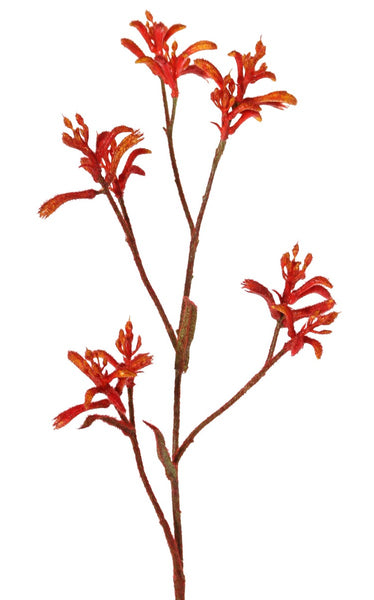 Kangaroo Paw | Patte de kangarou 76cm Orange Red