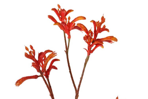 Kangaroo Paw | Patte de kangarou 76cm Orange Red